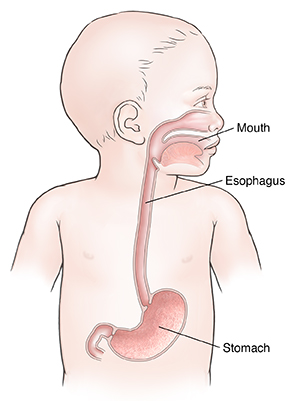 Front view of child showing upper digestive anatomy.
