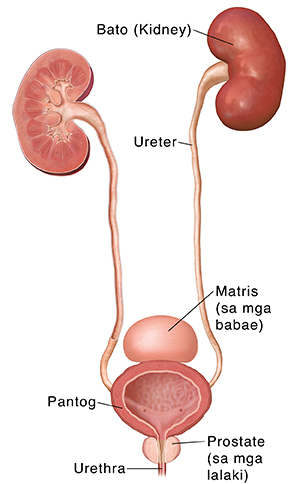 Daanan ng ihi na ipinakikita ang mga bato, mga ureter, pantog, urethra, at posisyon ng matris at prostate.