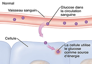 Coupe transversale d'un vaisseau sanguin et de cellules montrant un taux de glucose normal.